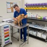 Estante para consultório veterinário: usos práticos em cada tipo de clínica