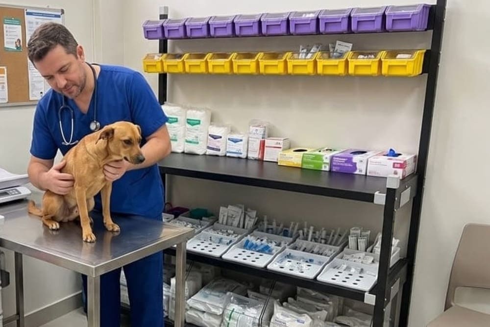 Estante para consultório veterinário: estoque, internação e banho e tosa organizados