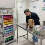 Organizadores para clínica veterinária: usos em kits, internação e atendimento
